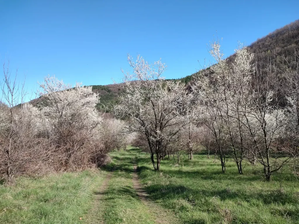 Цъфнали пролетни дръвчета по маршрута за параклис Св. Георги