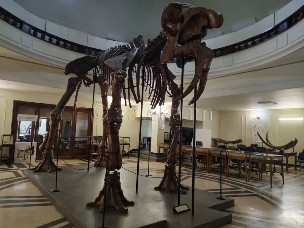 Скелет на Дейнотериум в Музея по палеонтология и исторична геология в Софийския университет