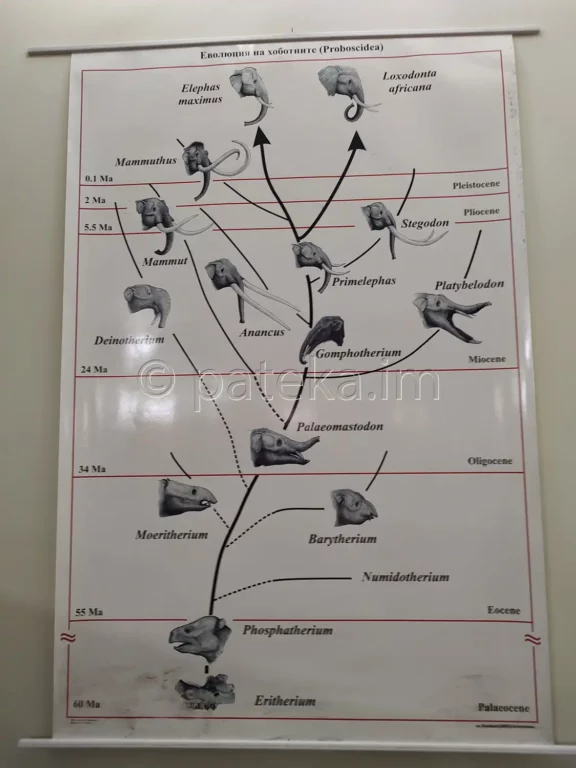 Схема Еволюция на хоботните