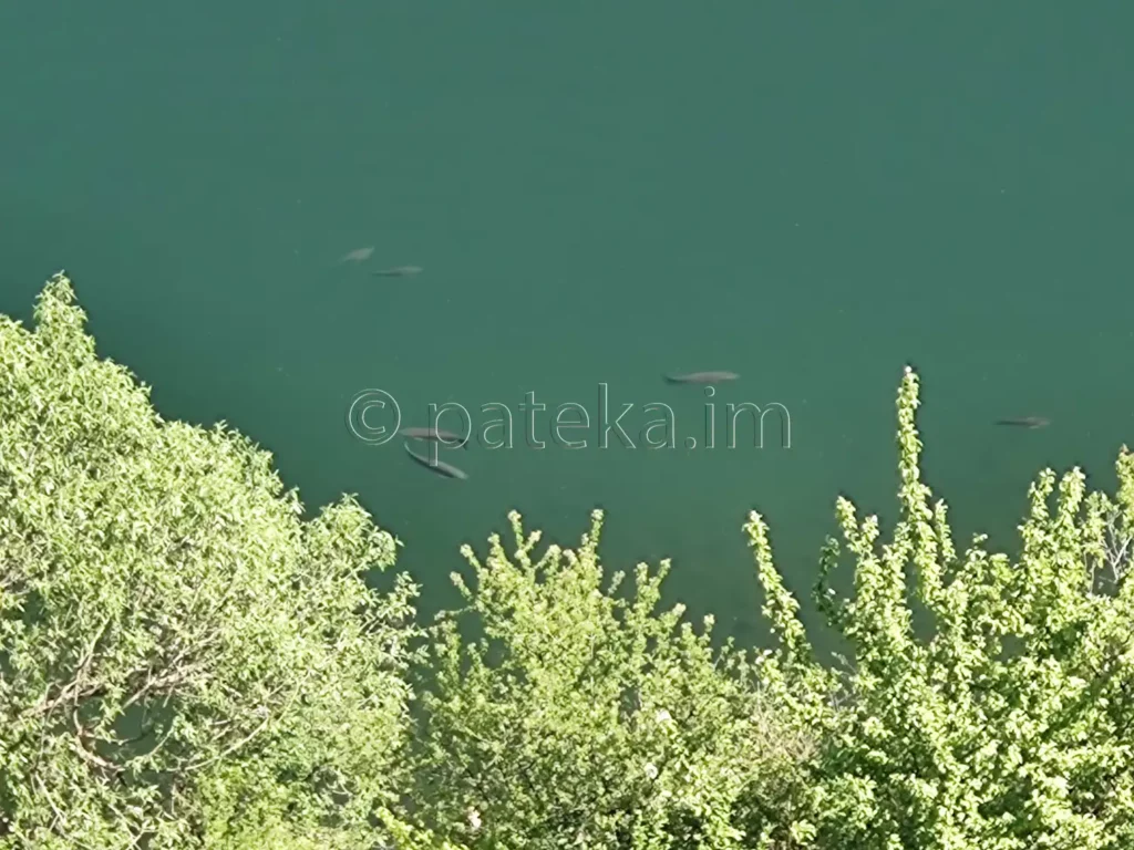Риби във водите на язовир Пчелина