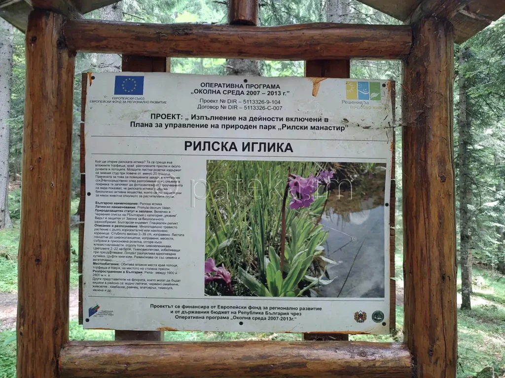 Информационна табелка за Рилската иглика