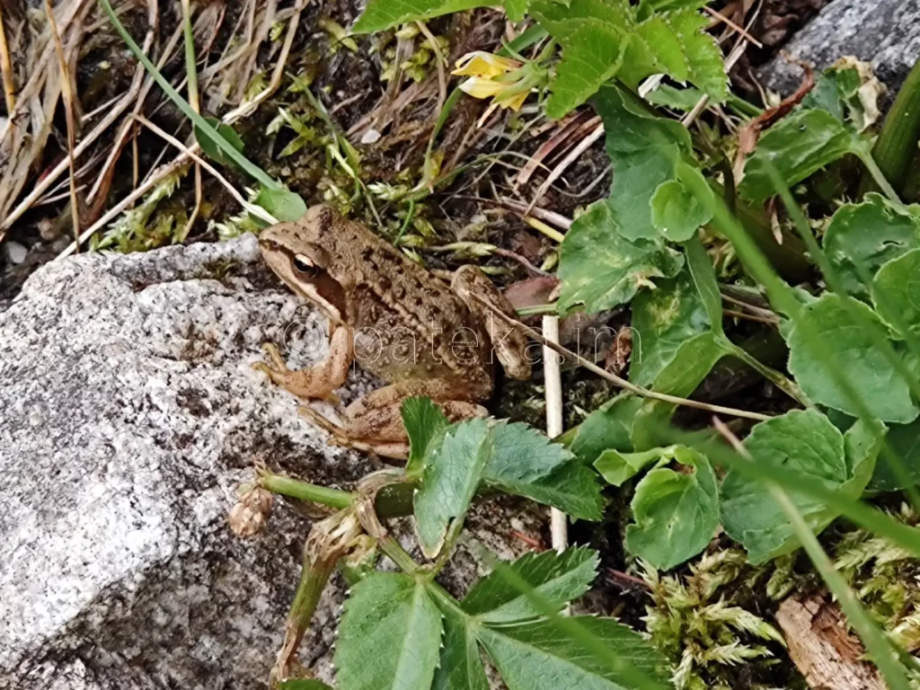 Жаба в пподножието на водопад Сухото езеро