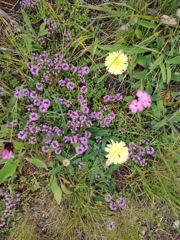 Планински цветя