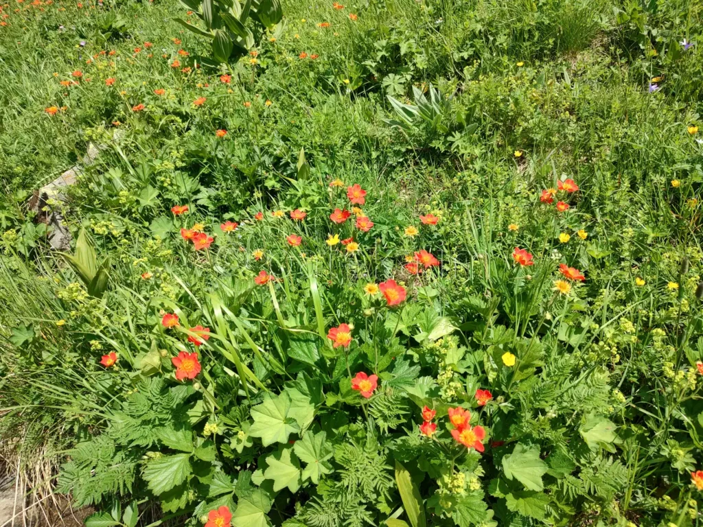 Планински цветя