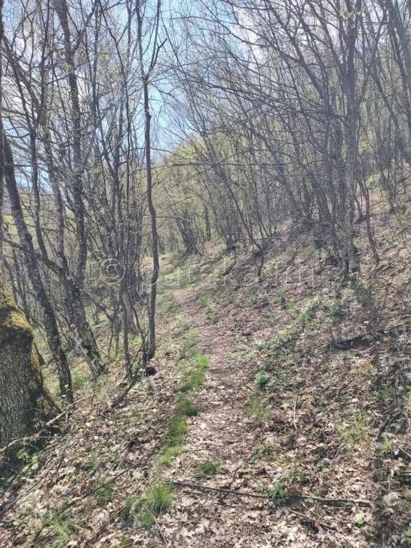 По маршрута за Соколова скала